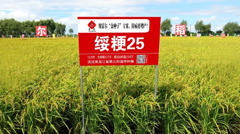 中国最新水稻价格动态，市场分析、趋势预测与30日价格更新