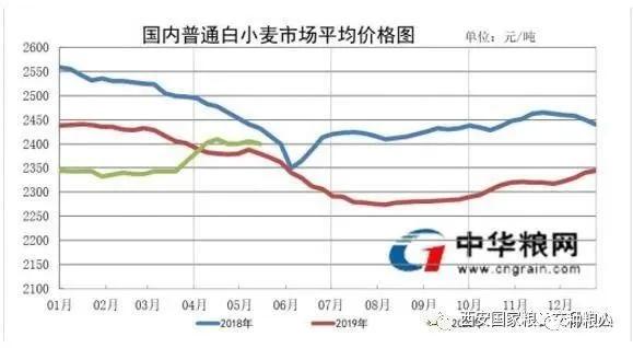 衡水小麦最新价格动态，31日价格奇迹与成长的力量揭秘