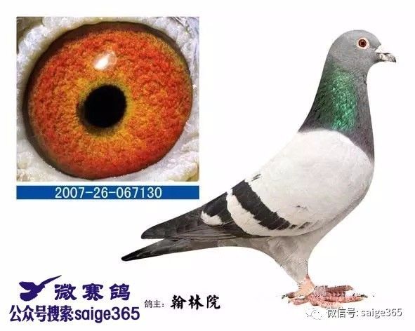 胡刚最新鸽语指南，从初学者到进阶用户的详细步骤与技巧解析