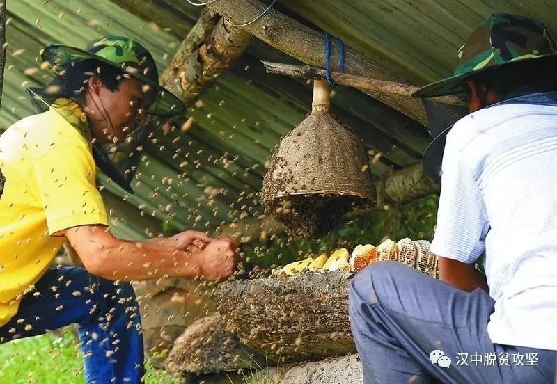 中蜂免移虫育王新法与蜂场友情的甜蜜交织