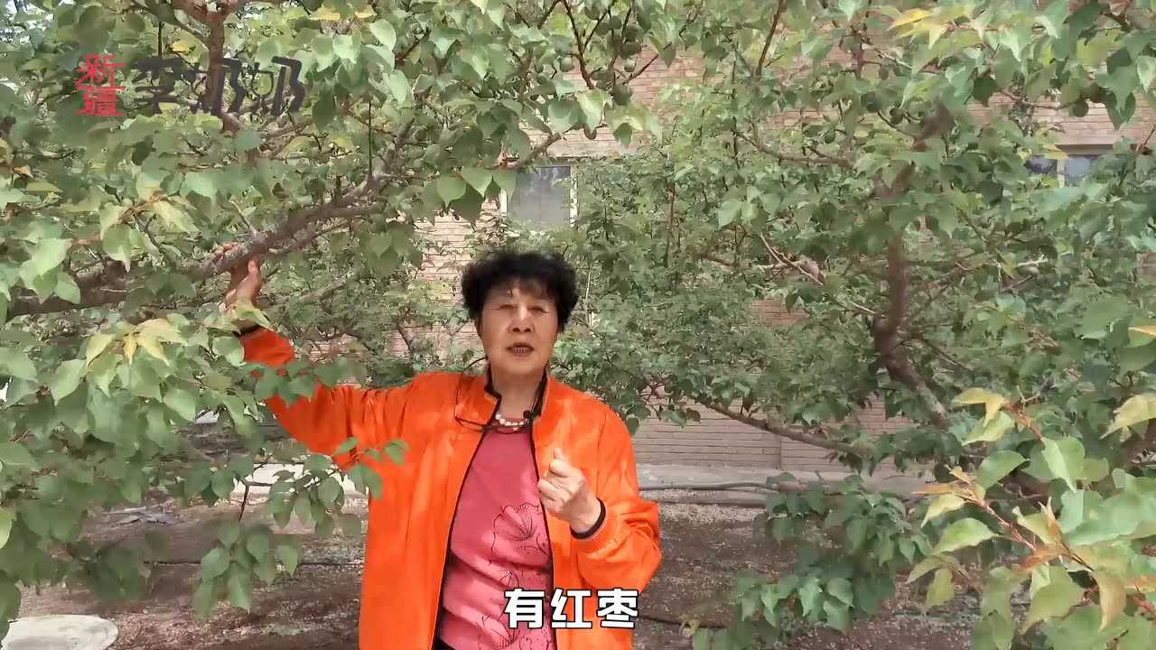 水果奶奶高手心水第一论坛,准确解答解释落实_OP32.111