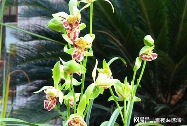 11月8日兰壮丽最新动态，探索兰花界的全新篇章