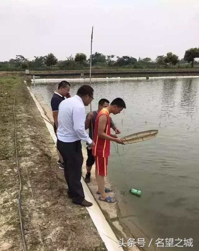 探秘隐藏虾苗乐园，正大虾苗店最新消息揭秘（2017年11月）