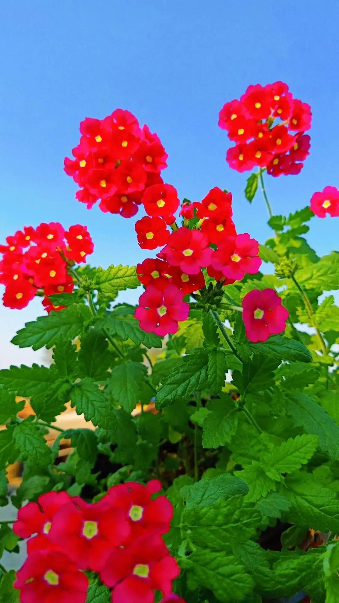 11月10日百花香最新版科技盛宴，高科技产品引领未来科技生活新体验