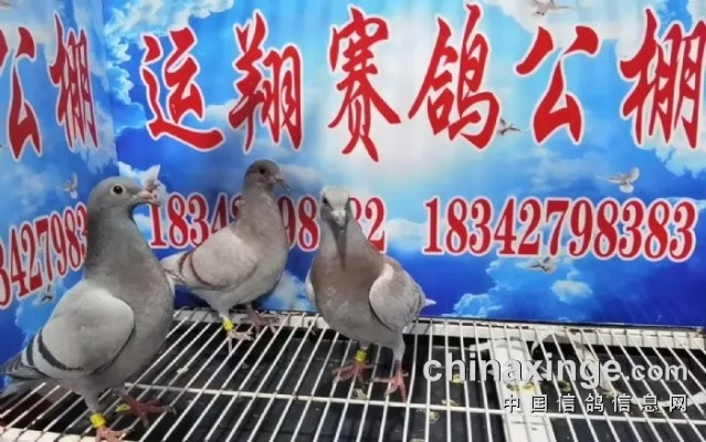 2025年11月25日锦绣公棚最新公告，2025年11月25日锦绣公棚最新公告揭秘，行业前沿动态与重要更新