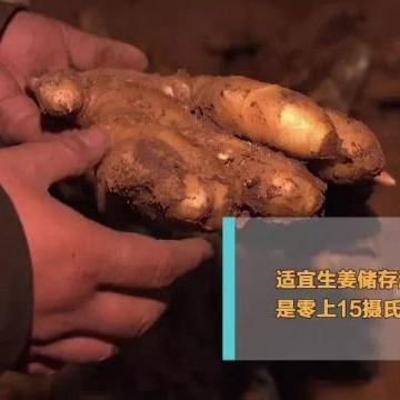 昌邑姜价追踪系统引领未来生活潮流，最新动态与智能追踪报道