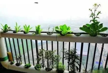 PVC水管阳台种菜指南，预测2025年热门阳台种植技巧与趋势