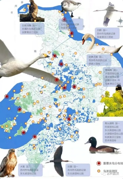 淡水河野生禽类分布图揭秘，最新报告揭示生态多样性新发现