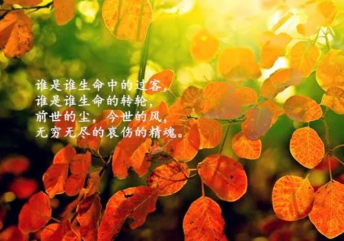 励志语录与诗意图片的双重魅力，激发无限正能量！